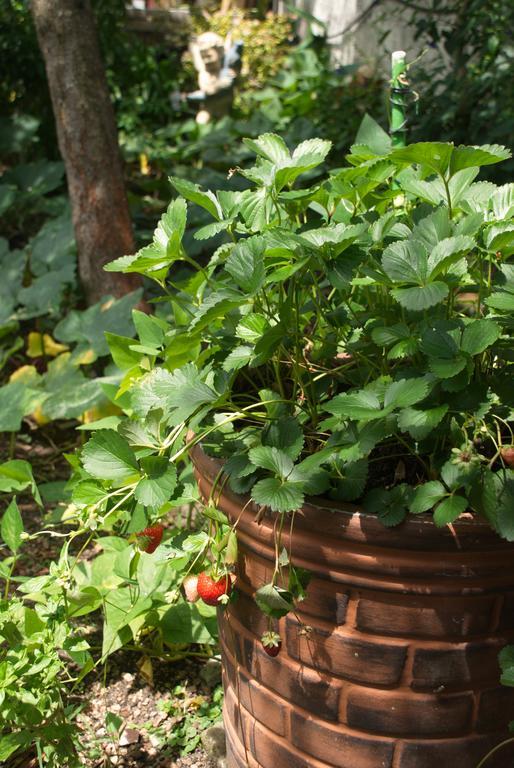 Home With Big Garden モンテビデオ エクステリア 写真